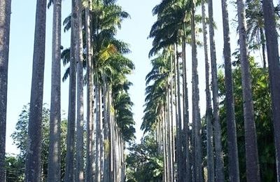 Palm alley, Jardim Botanico